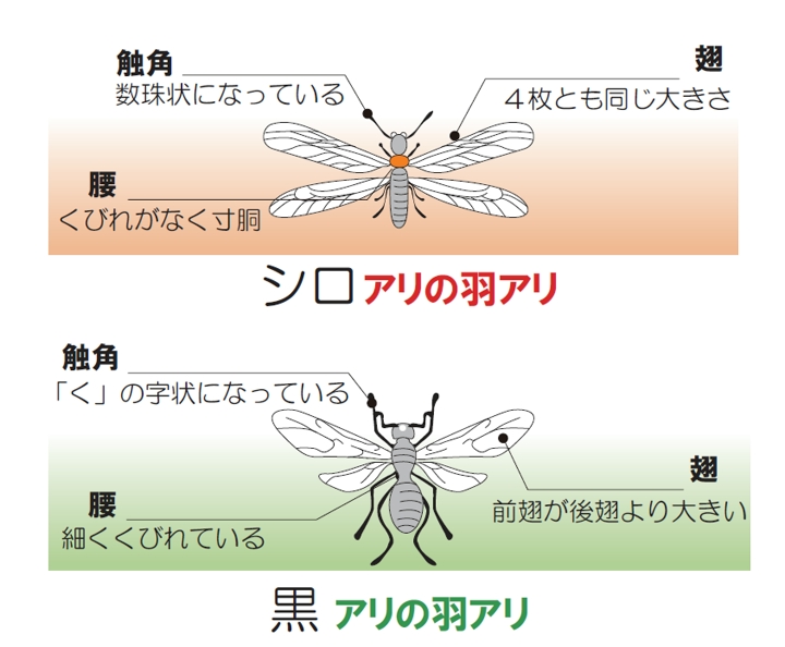羽アリとシロアリは違う?注意するべき羽アリの見分け方とは - 京都のシロアリ駆除・雨漏り防水工事専門業者ヤマト産業