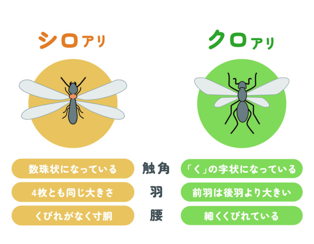 ヤマトシロアリの生態と対策！実績30年の専門家が教える予防法 - ヤマト産業
