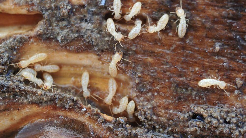 シロアリの大きさをチェック