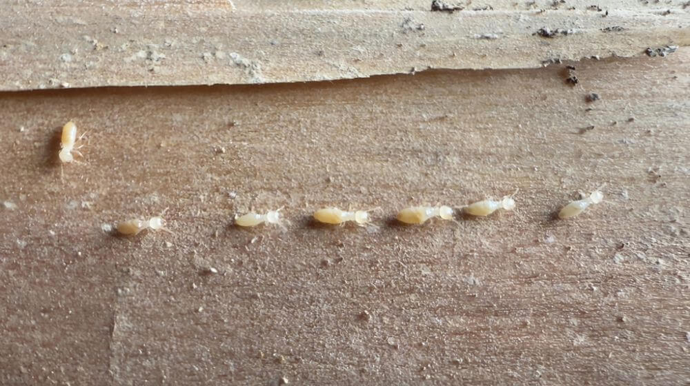 シロアリのチェックリスト