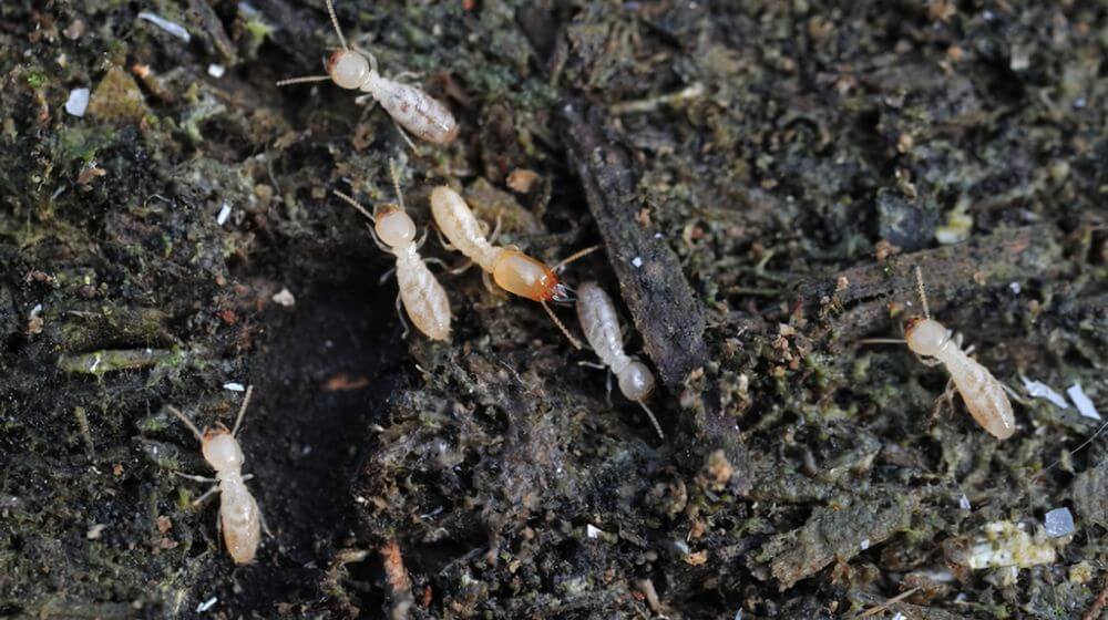 シロアリとクロアリの見分け方