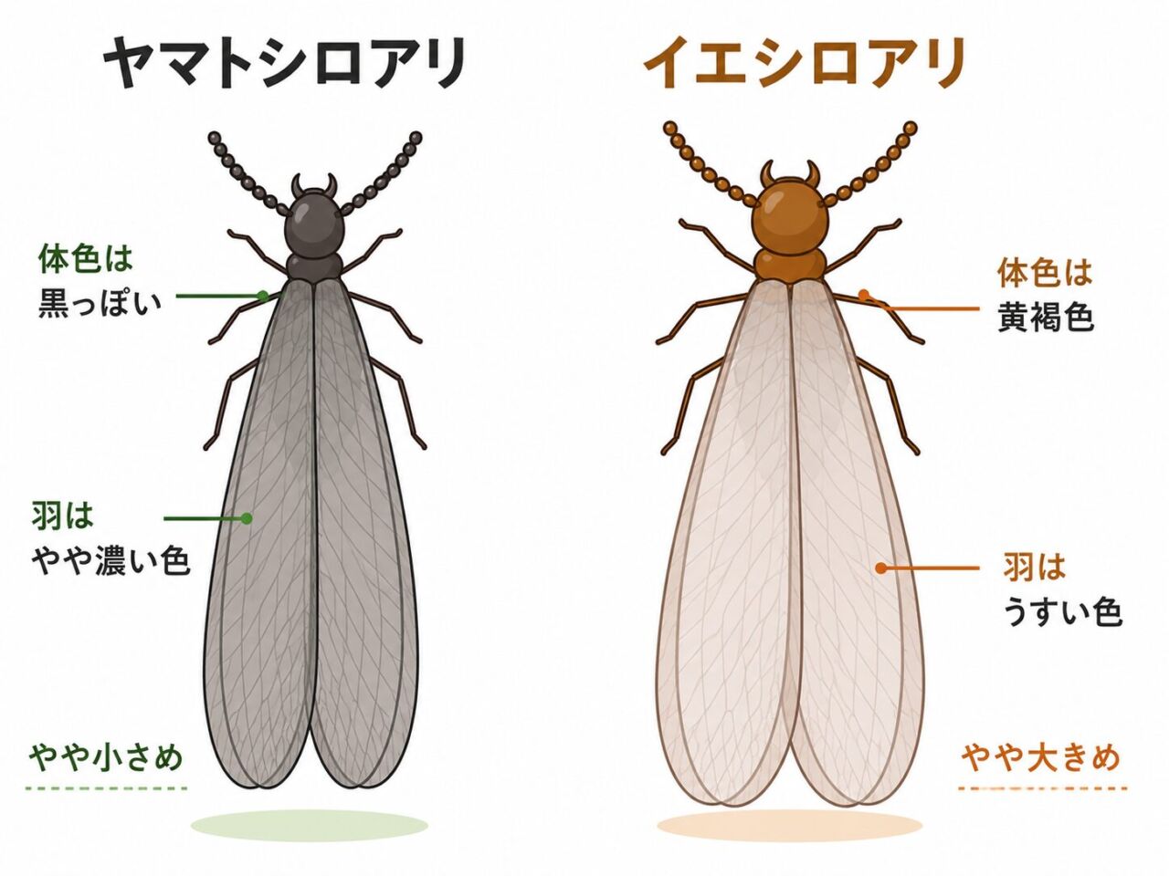 ヤマトシロアリとイエシロアリの羽アリの見分け方の比較図